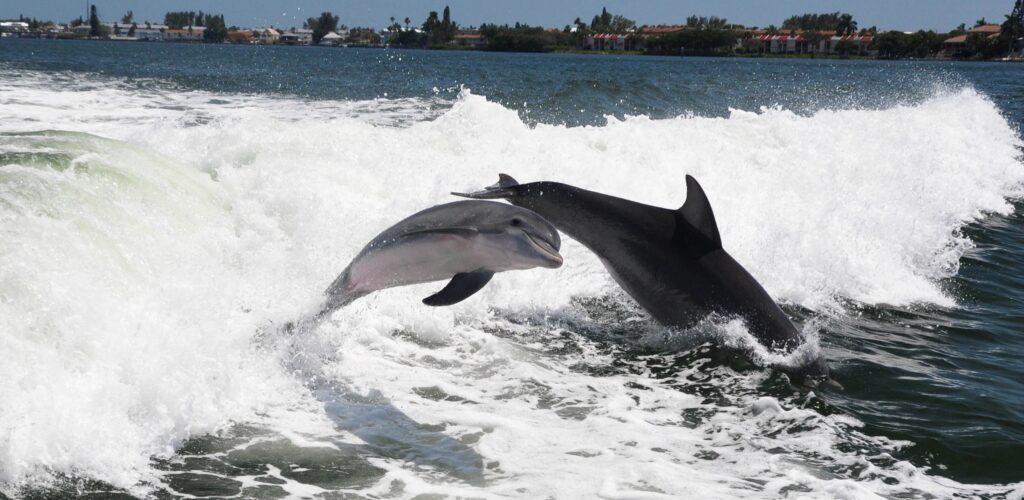 Toundra Voyages - Blogue - Les dauphins de Floride