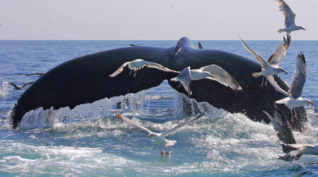 a whale and birds