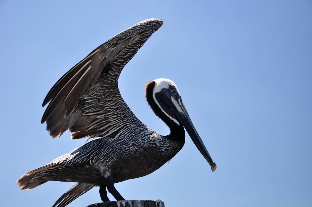 Floride-oiseaux - Toundra Voyages