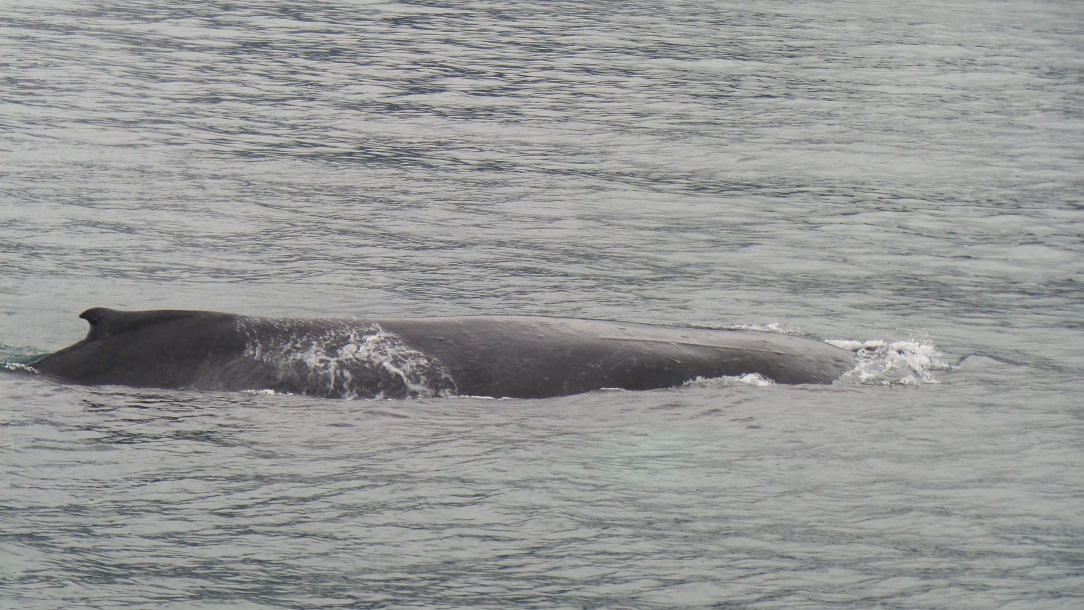 Blog Toundra Voyages - Alaska - baleines