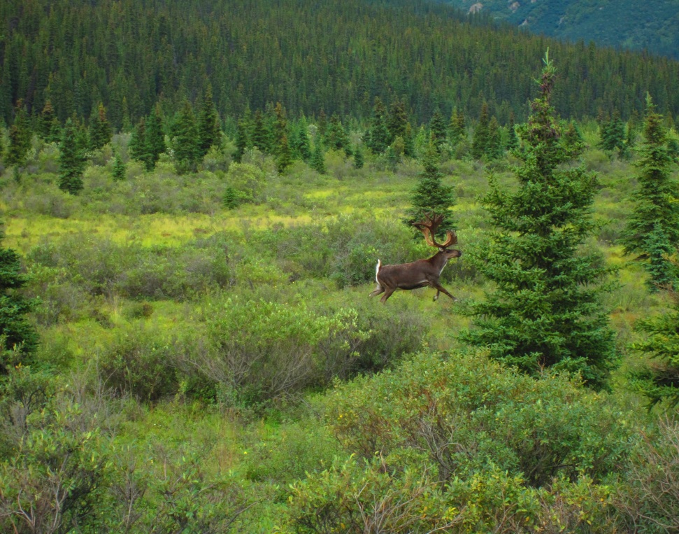 Blog Toundra Voyages - Alaska - caribou