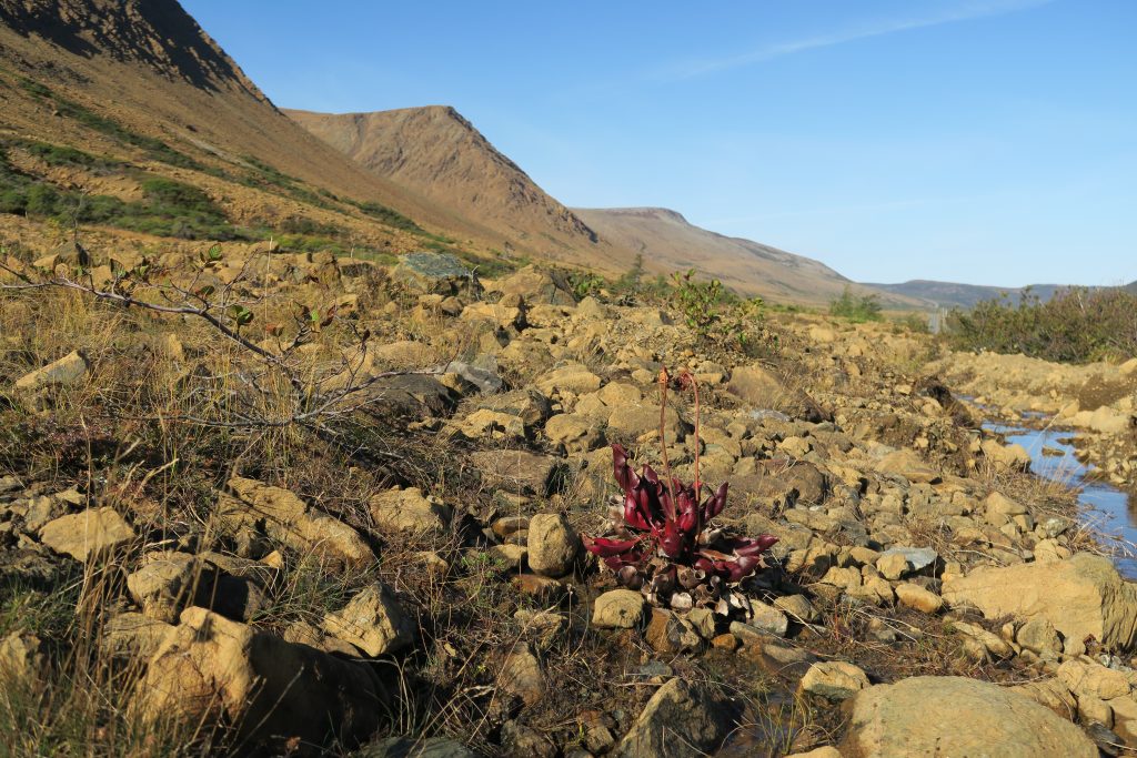 tablelands4etplantedeterreneuve Toundra Voyages