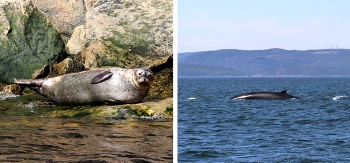 baleine et phoque à Tadoussac
