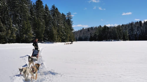 chiens de traineau neige arbres