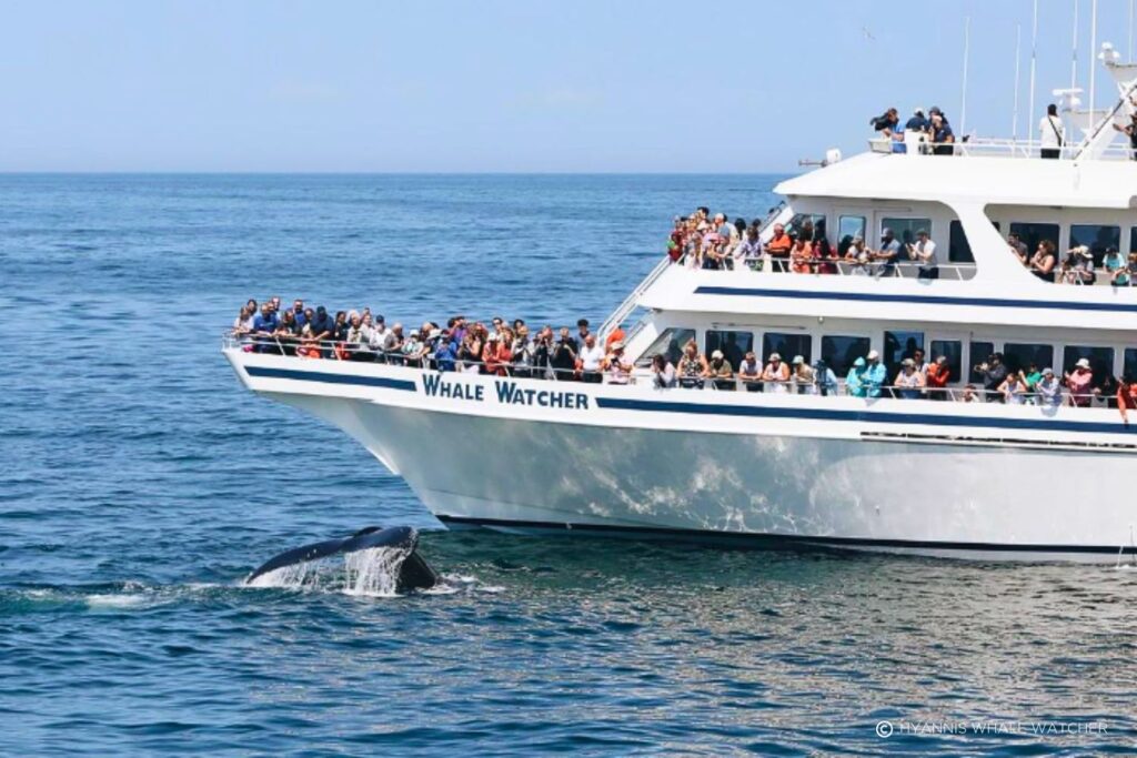 Hyannis Whale Watcher (Barnstable, Massachussetts)